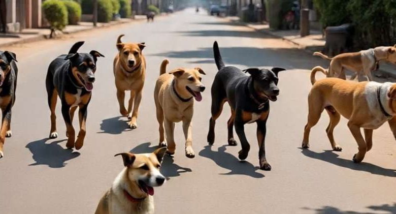 आवारा कुत्तों ने महिला पर किया जानलेवा हमला मौके पर