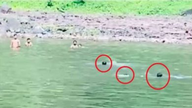 इंदौर का दिल दहला देने वाला वीडियो भीड़ तमाशबीन बनी