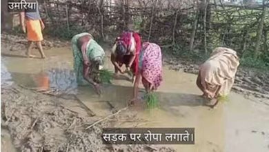 उमरिया की महिलाएं हुईं आगबबूला सड़क की जगह बोया धान