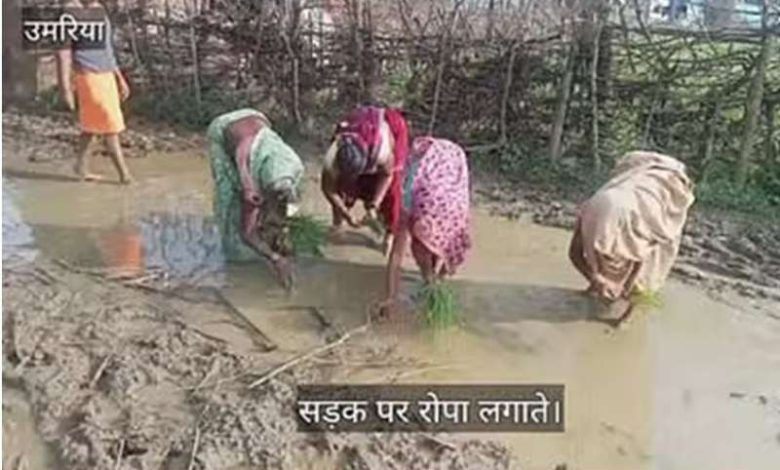 उमरिया की महिलाएं हुईं आगबबूला सड़क की जगह बोया धान