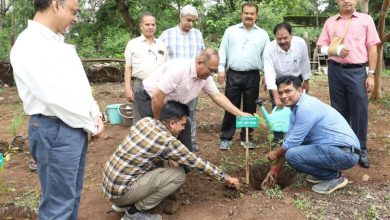औषधि वाटिका विकास के लिए एमपी ट्रांसको में पौधारोपण