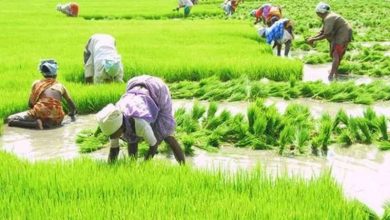 खरीफ सीजन में रफ्तार पकड़ी बुवाई ने कृषि विकास और