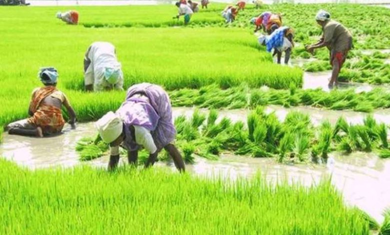 खरीफ सीजन में रफ्तार पकड़ी बुवाई ने कृषि विकास और