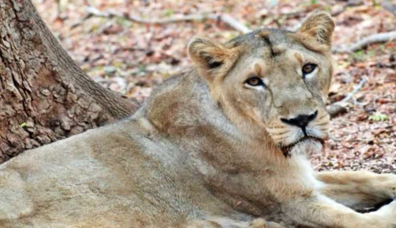 गुजरात में शेरनी की संदिग्ध से क्षेत्र के लोगों में