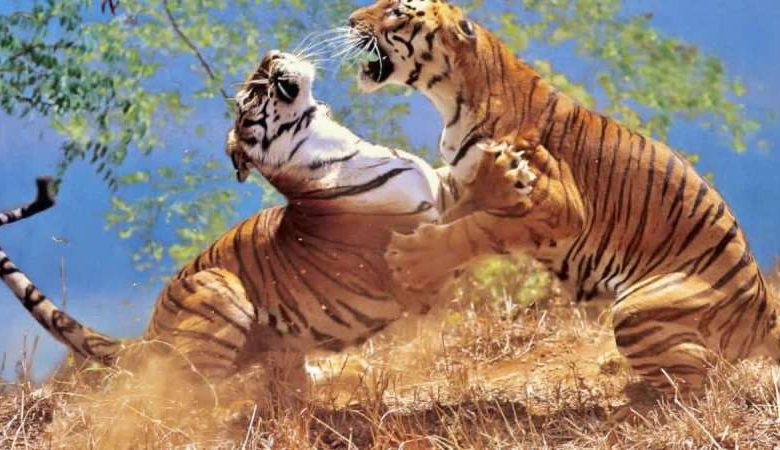 टेरिटरि में दखल बाघ को नहीं आया पसंद बाघिन को