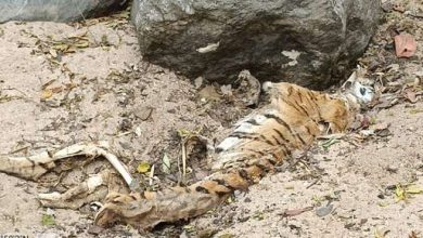 तीन जगह जलाया शव गायब थे पंजे – बाघिन की