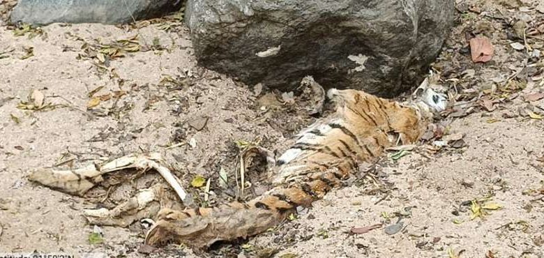 तीन जगह जलाया शव, गायब थे पंजे – बाघिन की मौत पर बड़ा सवाल 1 तीन जगह जलाया शव गायब थे पंजे – बाघिन की