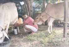 दूध बेचने वालों पर विपत्ति आती है चूड़िया गांव की