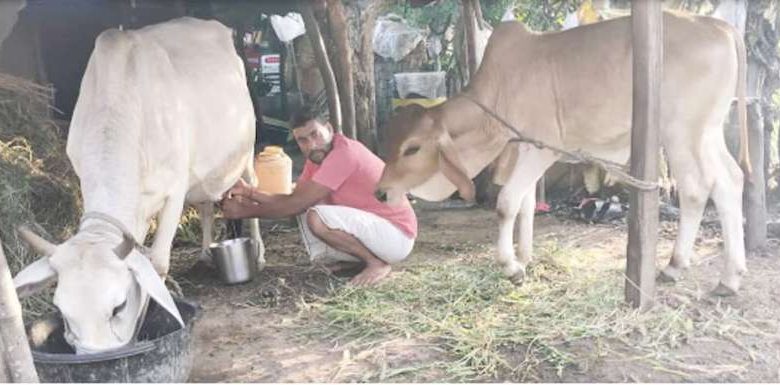 दूध बेचने वालों पर विपत्ति आती है चूड़िया गांव की