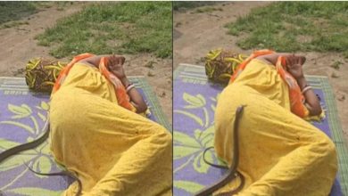 बदन पर लिपटा नाग सामने फन फैलाए दूसरा… महिला पर