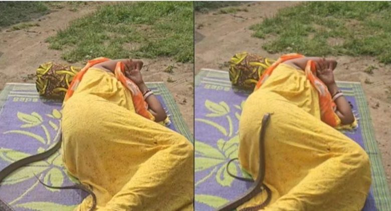 बदन पर लिपटा नाग सामने फन फैलाए दूसरा… महिला पर