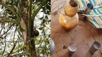 बस्तर बीयर सल्फी की ताज़गी में छिपा है बस्तर का