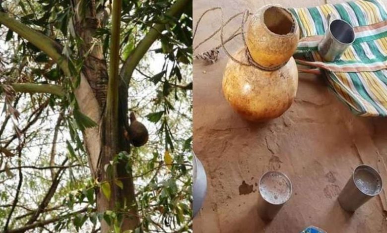 बस्तर बीयर सल्फी की ताज़गी में छिपा है बस्तर का