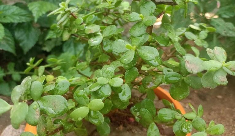 मां लक्ष्मी को पसंद है ये पौधा घर में इस