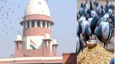मुंबई में कबूतरों को दाना खिलाने पर रोक को अदालत