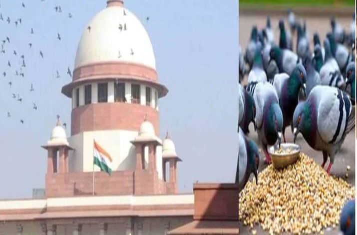 मुंबई में कबूतरों को दाना खिलाने पर रोक को अदालत
