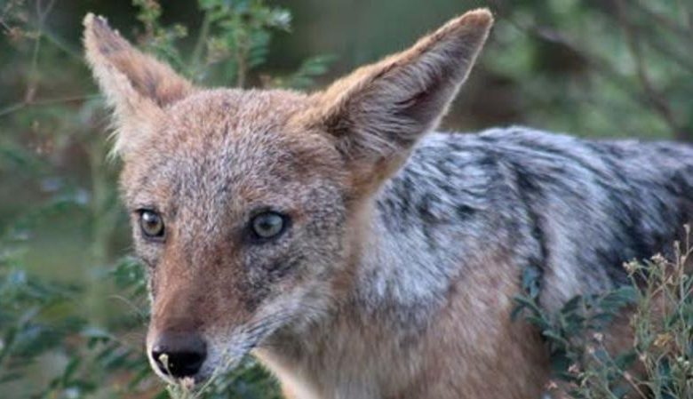 रिहायशी क्षेत्र में घुसे सियार, ग्रामीणों को बनाया निशाना; अस्पताल में भर्ती कई लोग 1 रिहायशी क्षेत्र में घुसे सियार ग्रामीणों को बनाया निशाना अस्पताल