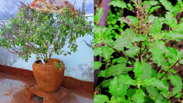 सनातन धर्म में तुलसी से जुड़ी है कई मान्यताएं