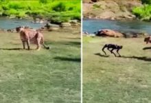 Viral Video: जंगल में मस्ती कर रहा था चीता, तभी आ गया रोबोट डॉग, फिर हुआ कुछ ऐसा 3 Screenshot 20250920 234757.Chrome28129