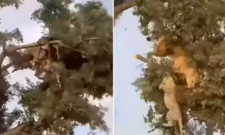 Viral Vedio : न झुकेगा, न रुकेगा… पेड़ पर हो रही थी शेर और तेंदुए की लड़ाई, हार-जीत छोड़िए जब डाल टूटी तो... 1 Screenshot 20251016 114515.Chrome28129