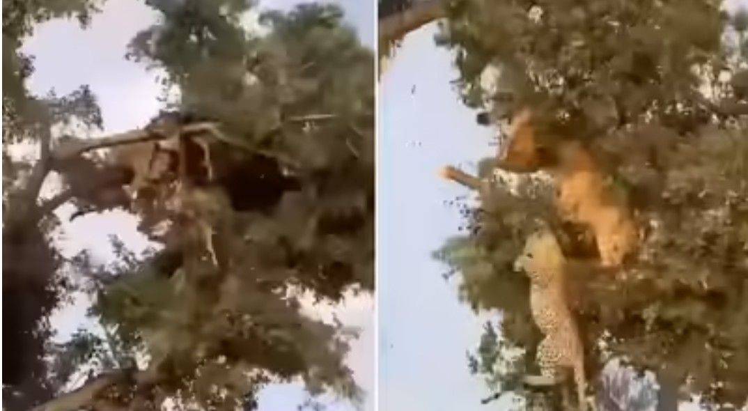 Screenshot 20251016 114515.Chrome28129