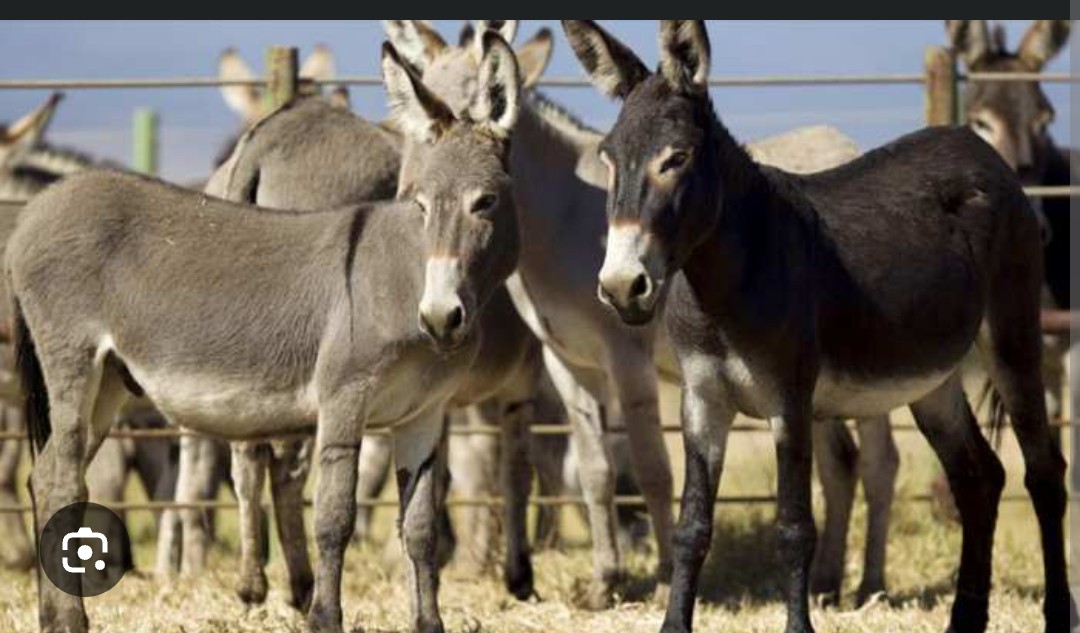 Screenshot 20251022 125755.Chrome28129