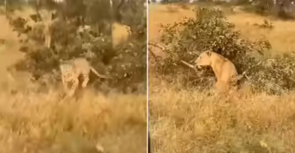 Viral Vedio : न झुकेगा, न रुकेगा… पेड़ पर हो रही थी शेर और तेंदुए की लड़ाई, हार-जीत छोड़िए जब डाल टूटी तो... 2 screenshot 20251016 1145431594198635812423484