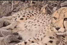 Screenshot 20251120 155832.Chrome28129