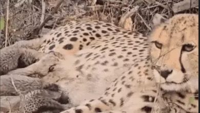 Screenshot 20251120 155832.Chrome28129