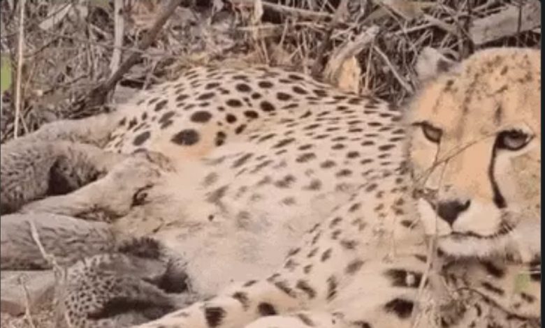 Screenshot 20251120 155832.Chrome28129