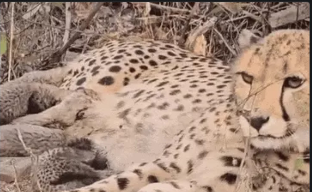 Screenshot 20251120 155832.Chrome28129