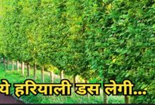 Smart City Bhopal: अंधों को रोशनी का गुमाँ और भी ख़राब यानि कोनोकार्पस के पेड़ 3 Screenshot 20251222 121458.Chrome28129