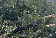 Bhopal अयोध्या बायपास- NGT के आदेश से पहले ही आधे पेड़ काटे, नगर निगम के जरिए NHAI ने कटवाए पेड़, अगली सुनवाई में तय होगा बाकी का भविष्य 4 Screenshot 20251226 153136.Chrome28129