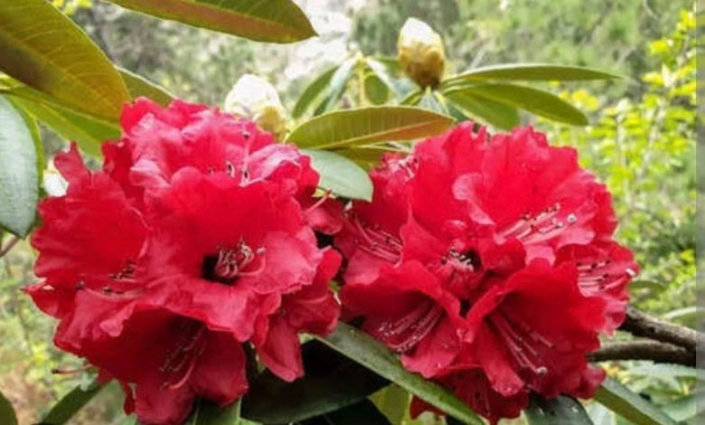 बुरांश में आग भी है और यौवन का फाग भी..!! 1 IMG 20260407 WA000328229