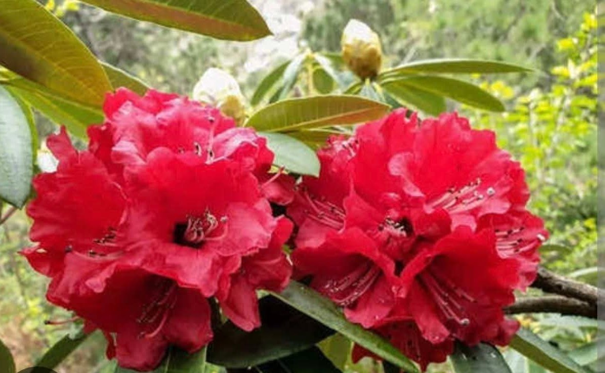 बुरांश में आग भी है और यौवन का फाग भी..!! 6 IMG 20260407 WA000328229