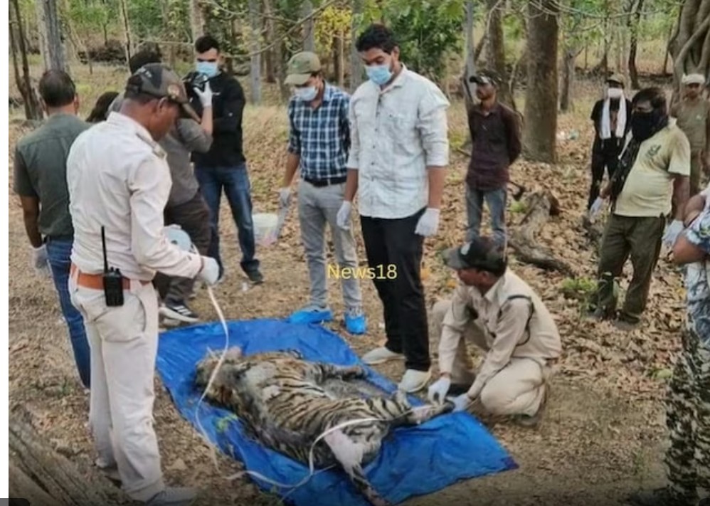 MP : कान्हा में 3 शावकों की मौत, बाघिन-एक शावक का रेस्क्यू, मुक्की क्वारंटीन सेंटर में इलाज जारी, जांच में जुटा वन विभाग 6 Screenshot 20260427 141725.Chrome28129