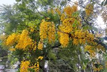 IMG 20260526 WA0015