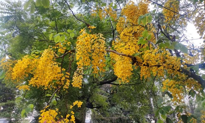 कहाँ से लाते हो इतना तेज़, सौंदर्य और अहसास...अमलतास!! 1 IMG 20260526 WA0015