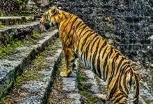 MP : रायसेन किले पर 15 दिनों से पहाड़ी पर डेरा जमाए बैठा है टाइगर, आवाजाही बंद 2 Screenshot 20260611 110846.Chrome28229