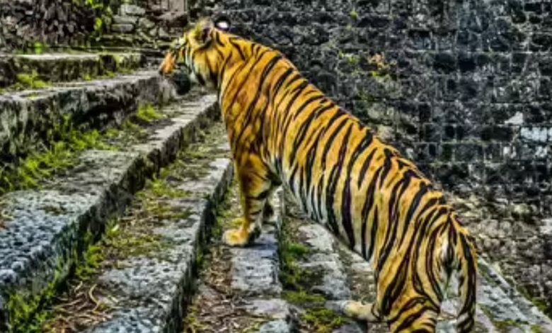 MP : रायसेन किले पर 15 दिनों से पहाड़ी पर डेरा जमाए बैठा है टाइगर, आवाजाही बंद 1 Screenshot 20260611 110846.Chrome28229