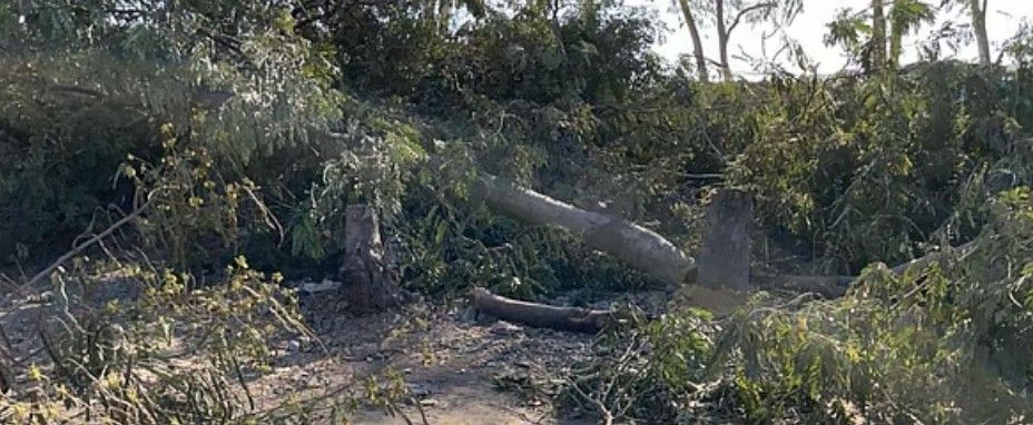 Bhopal अयोध्या बायपास: सड़कें होंगी चौड़ी पर सिकुड़ जाएंगे जल क्षेत्र, काटे जा रहे सैकड़ों पेड़ 2 screenshot 20260611 1742183229742033818549022