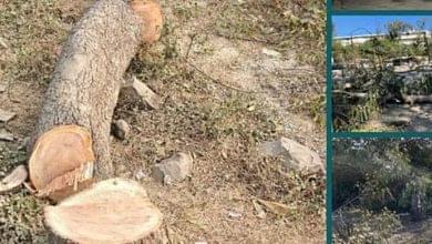 Bhopal अयोध्या बायपास: सड़कें होंगी चौड़ी पर सिकुड़ जाएंगे जल क्षेत्र, काटे जा रहे सैकड़ों पेड़ 11 Screenshot 20260611 173426.Chrome28129